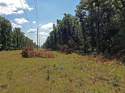 Trees cleared from around power lines
