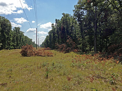 IMG_0196_small Trees cleared from around power lines