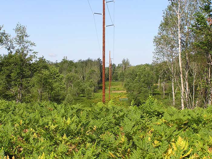 Trees cleared from around power lines